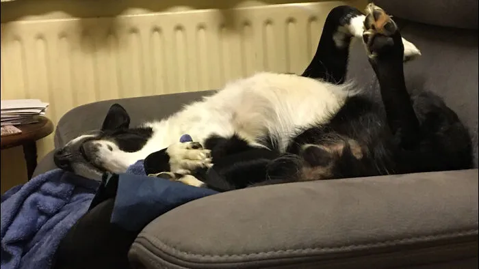 My Best Friend Shilo, Sound Asleep And Snoring After A Running Around For Over An Hour Chasing His Frisbee.