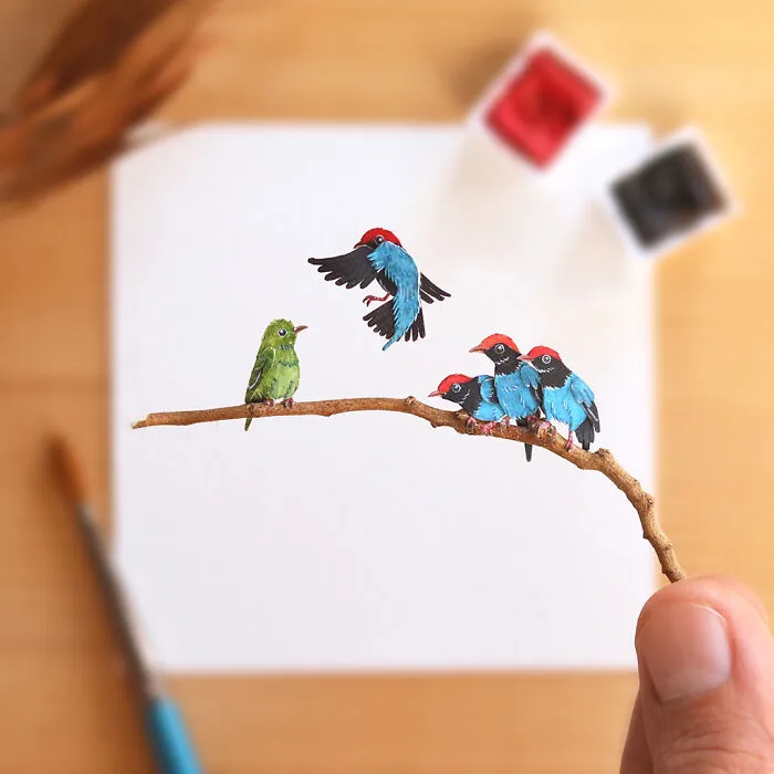 Blue Manakin