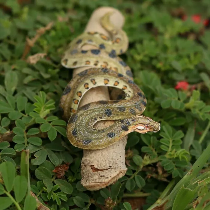 Green Anaconda