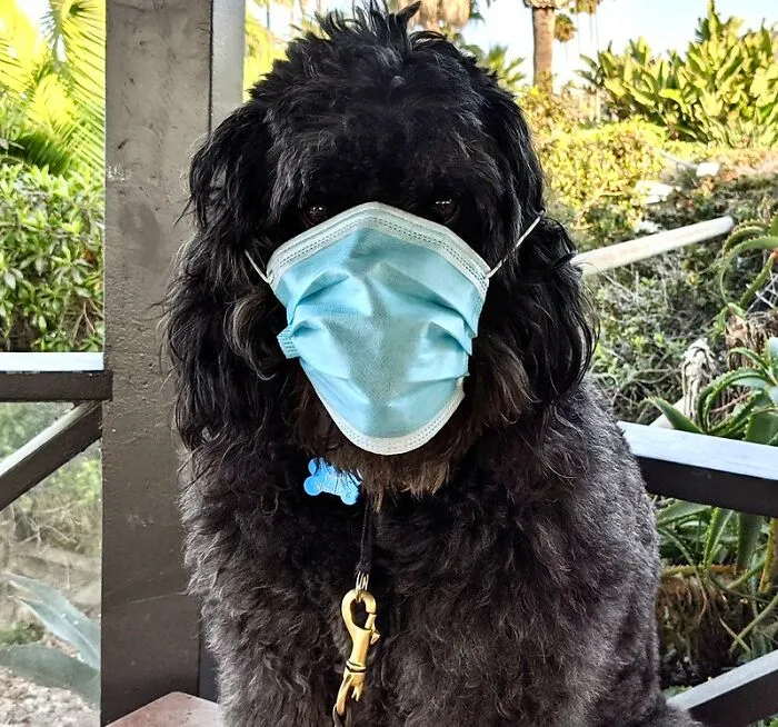 Puede que la COVID sea la principal razón por la que la gente comenzó a usar mascarillas, pero los usuarios de este grupo descubrieron otras 25 ventajas de utilizarlas