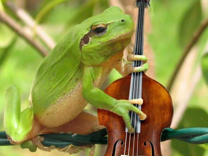 DesignCrowd Hosts A Frog Photoshop Contest, And Here Are 30 Of The Best Submissions