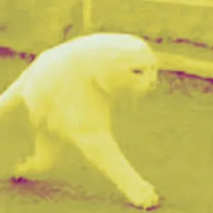 Chernobyl Guide