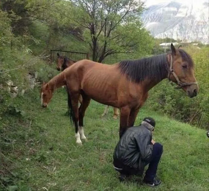 Ya conoces al gato-perro, aquí tienes al caballo-caballo