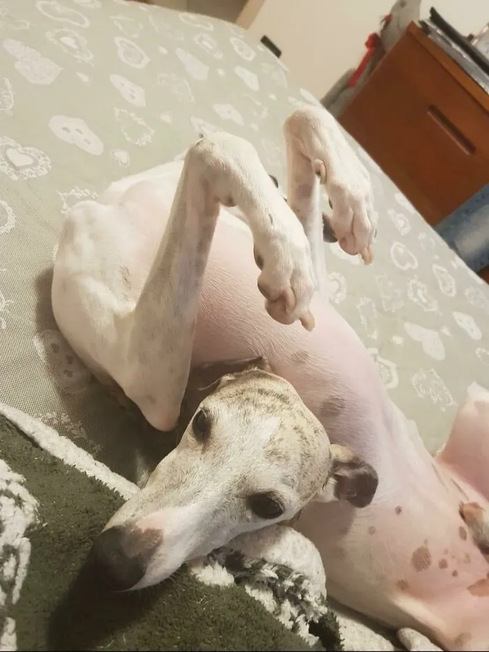 El perrete sin cabeza