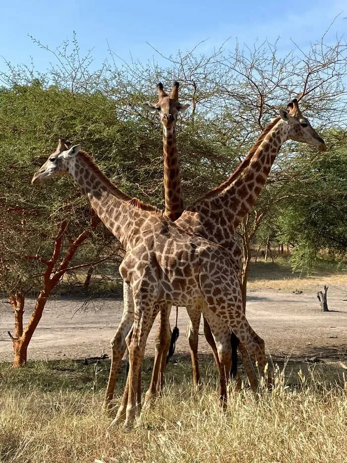 La Hidra africana