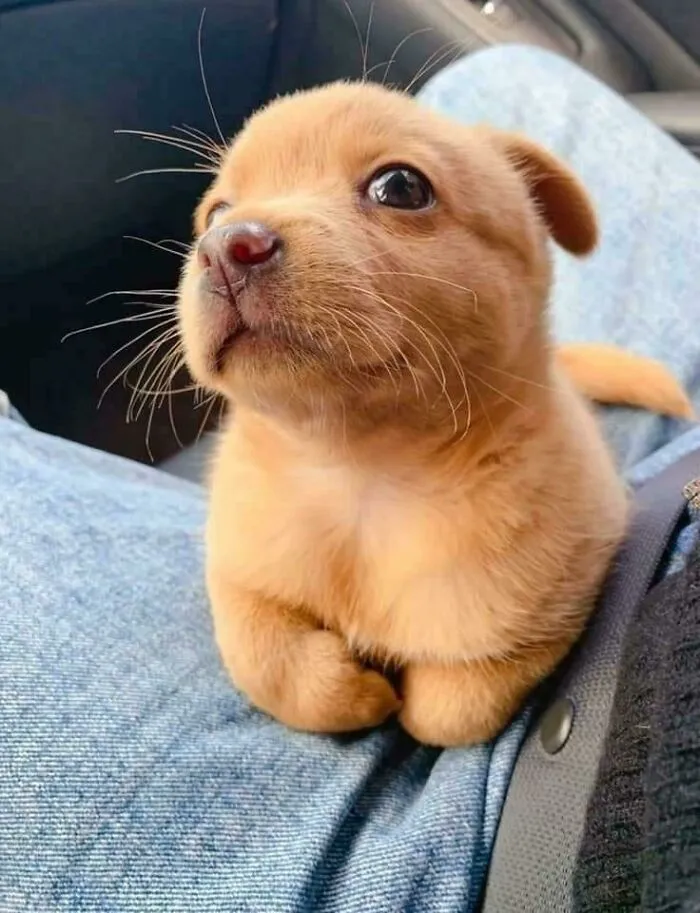 Adorable