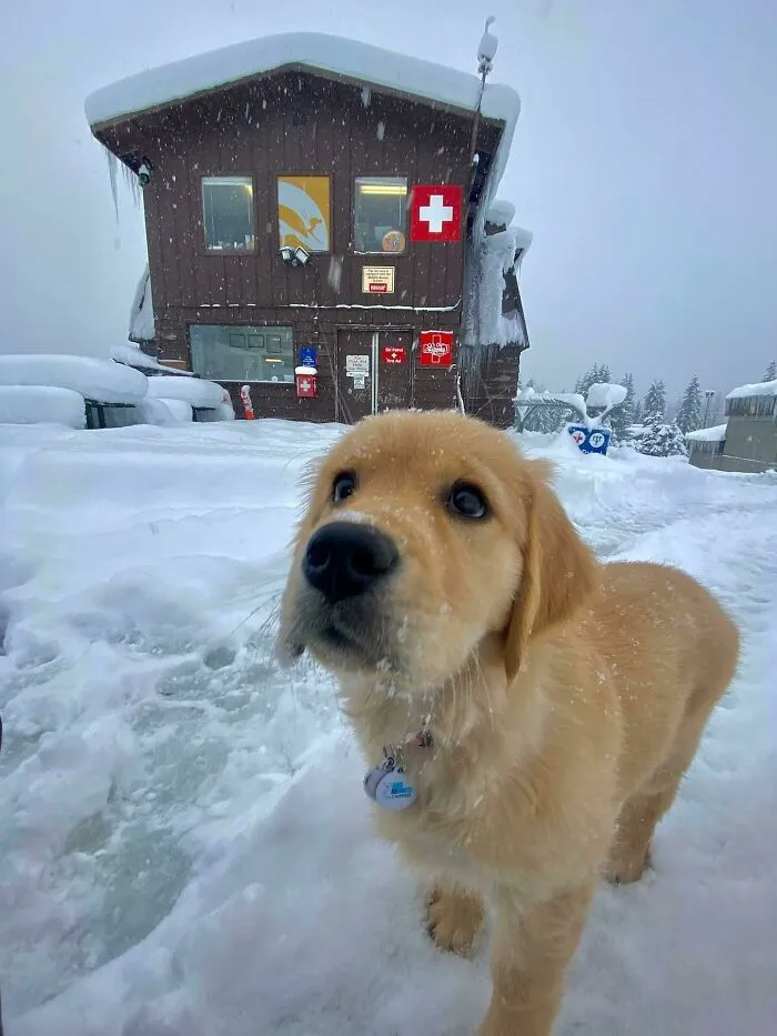 Esta es Stormy, la nueva integrante del equipo de seguridad en montaña de Alyeska Resort. Pasará los próximos dos años entrenándose para convertirse en una perra certificada de rescate de avalanchas. ¡Imagínense ser rescatada por esa cara!