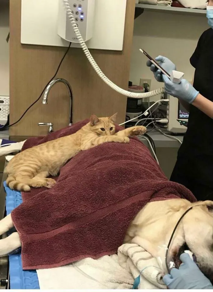 Ron Came To The Vet Clinic As A Stray