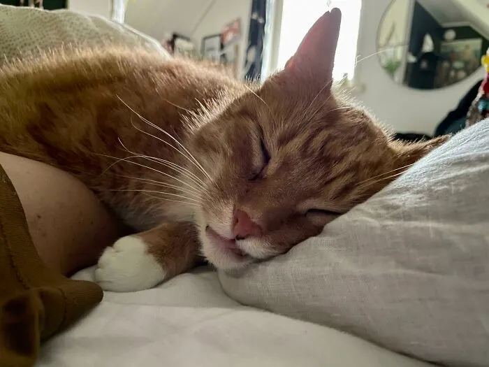 Anoche me fui a dormir con mi mujer y hoy a la mañana me desperté con esto. No tenemos gato (Es el gato de un vecino) 
