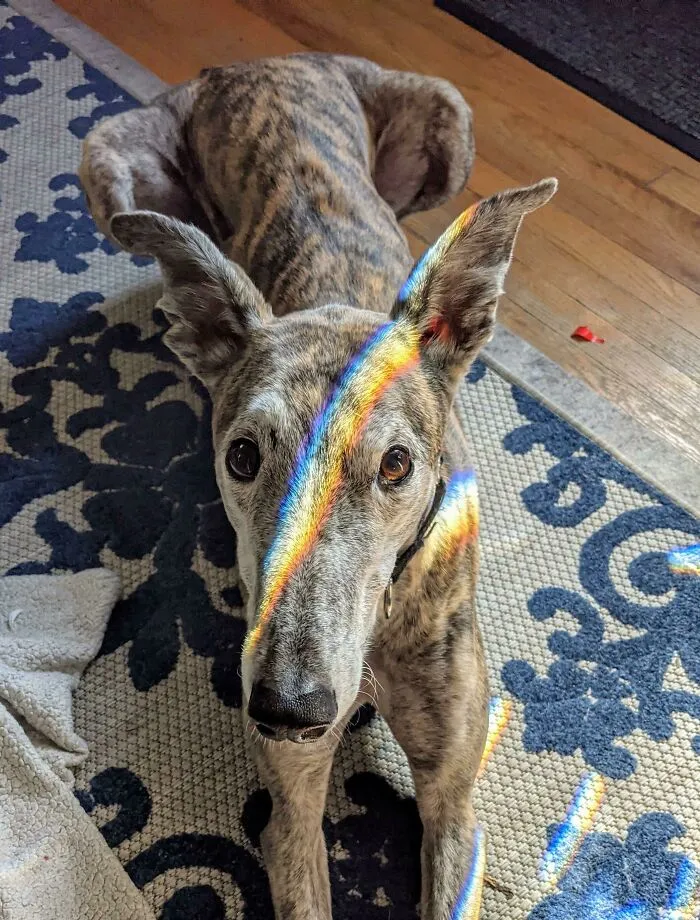 The Light Passing Through The Prisms On My Front Door Made My Dog Look Like David Bowie