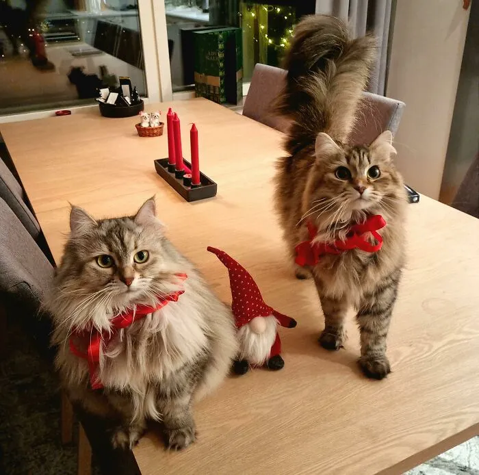 My Siblings Like To Send Cute Christmas Cards With Their Kids, So I Decided To Get One Of My Babies. Merry Christmas From Tasha And Kiara