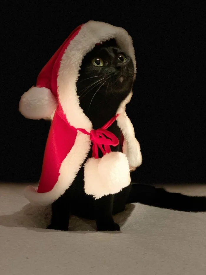 My Tripod’s Holiday Photoshoot