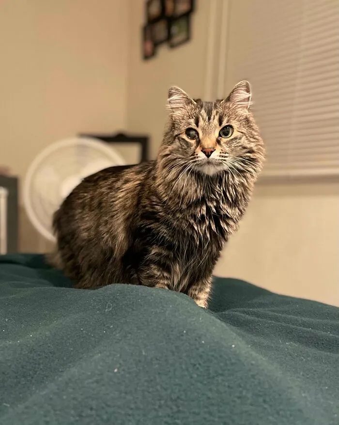 My Cutie Girl Was Found About 6 Years Ago On The Side Of The Road On Christmas Day. She Has 3 Legs And Partial Blindness. Noelle Says Hello