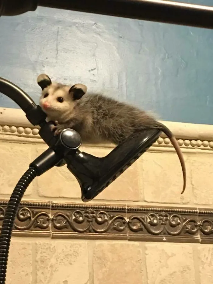 Baby Possum Got Into Our House Last Night. This Is How We Found It This Morning