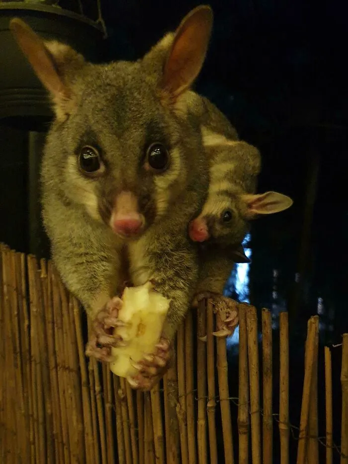 The Possum That Visits Our Deck Every Evening Brought Along Somebody Special Last Night! Meet Deckster And Backster