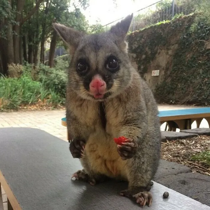 Australian Possum. She Found A Strawberry