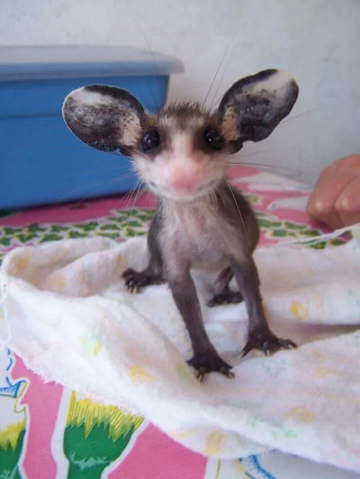 Have A Happy Possum!