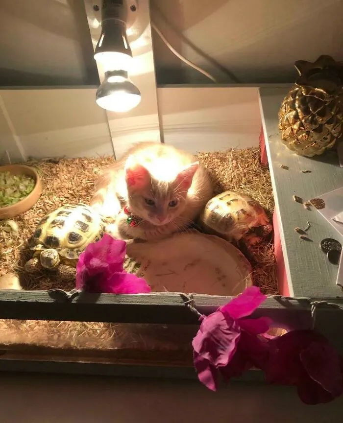 No encontraba al gatito por la casa, y al final, aquí estaba