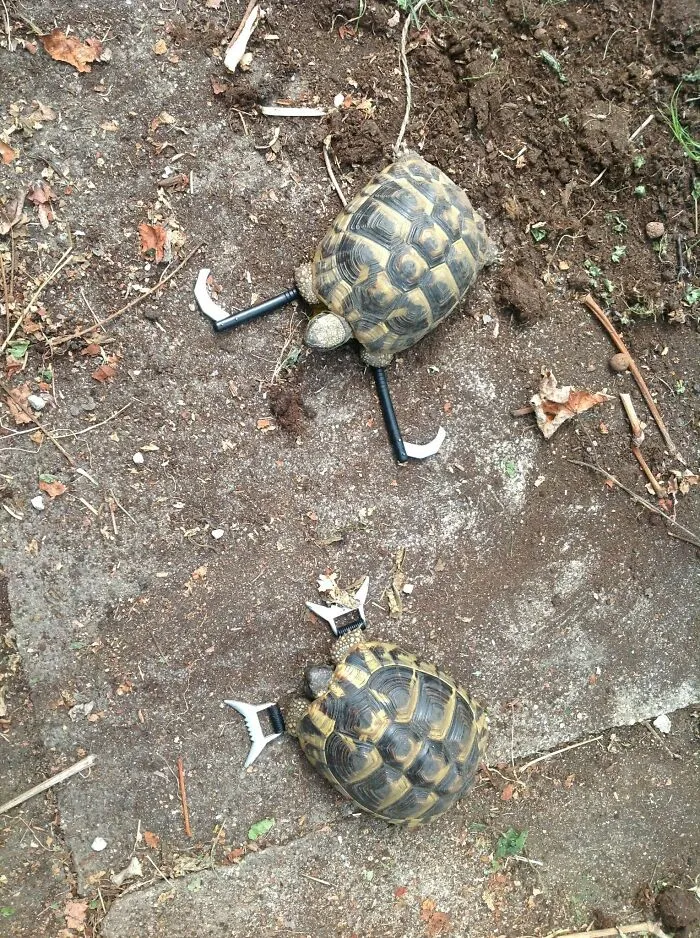 Mi padre tiene tortugas y he comenzado a entrenarlas para que sean mis guardaespaldas