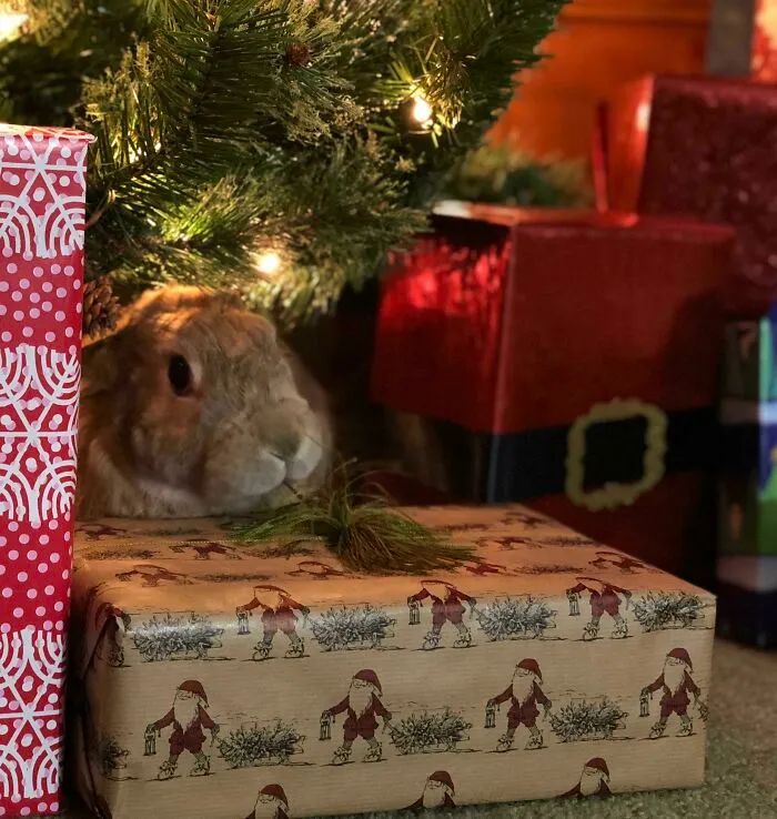 Always Kitties Around The Christmas Tree, Never Bunnies. Meet Honey