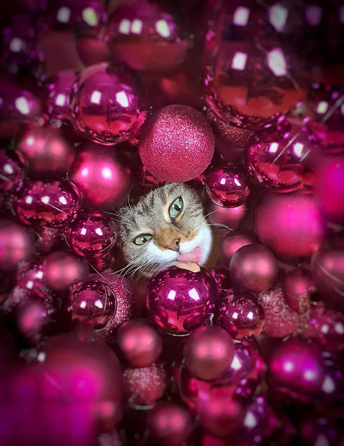 I Present You: Our Christmas Card This Year