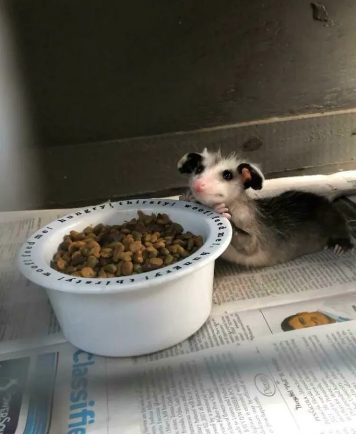 Little Opie From The Rehab Center I Work At