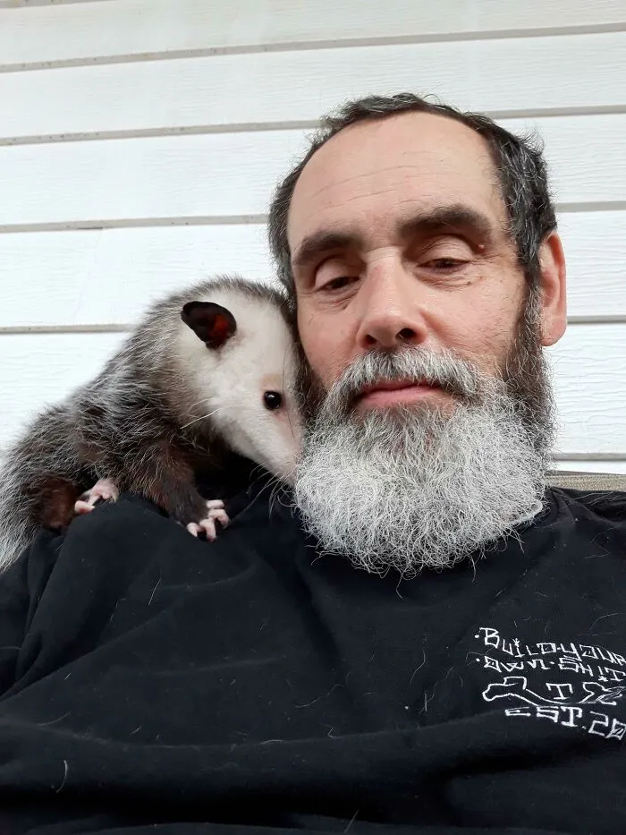 ¡Clementine quiere recordarles que todos los animales tienen la capacidad de amar y que aman ser amados! (es una zarigüeya de Virginia que logré rescatar)