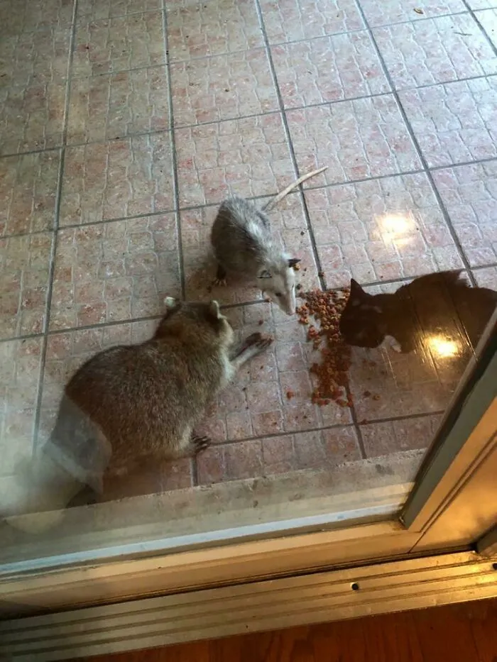 Un mapache, una zarigüeya y un gato callejero disfrutando de una comida tranquila