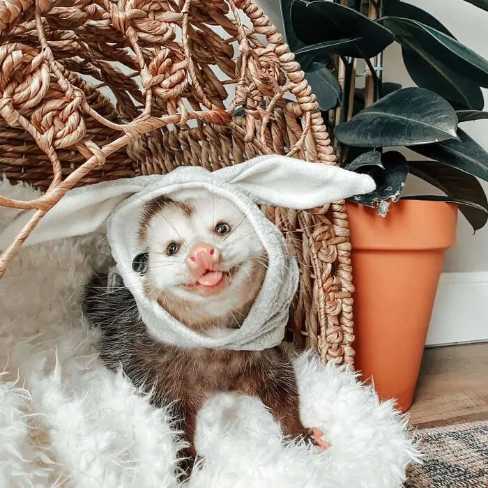 A Different Easter Bunny