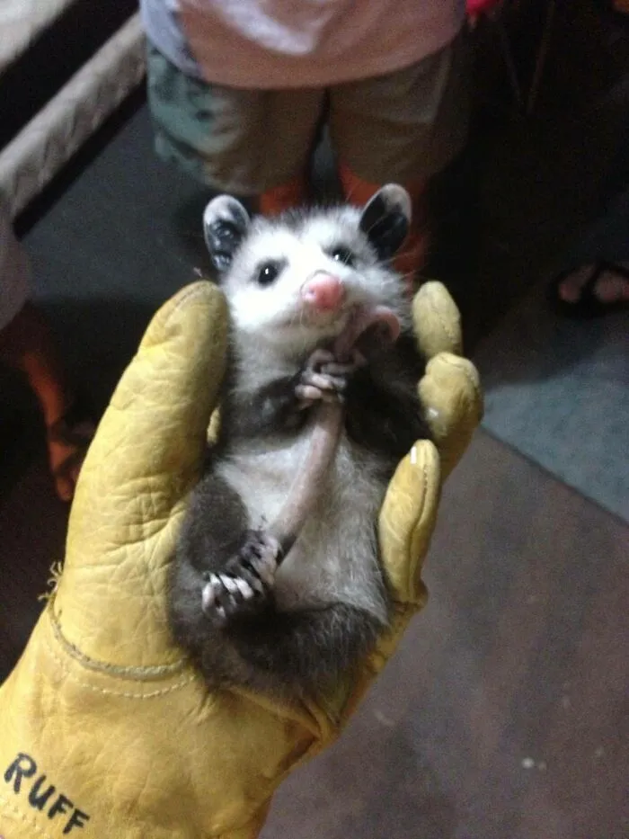 Encontré a esta bonita zarigüeya bebé en mi casa