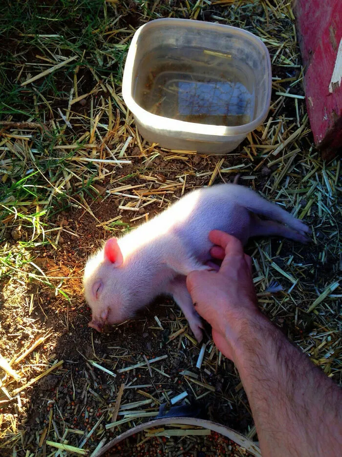 Feliz como el cerdito al que le frotan la barriga