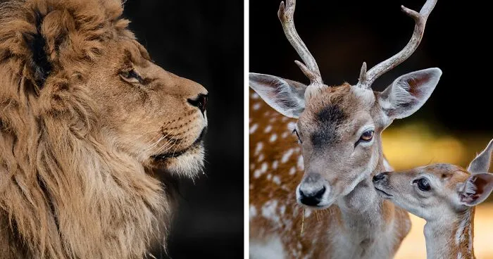 Here Are My 20 Photos That Show How Precious Animals Are