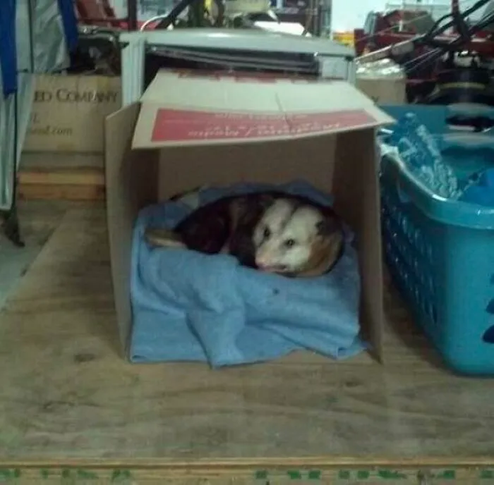 Conozcan a Hank. Hank vive en el garaje de mi tía, ya está muy viejito y le cuesta caminar, así que ella le preparó un lugar cálido para que pudiera descansar y le da muchas golosinas
