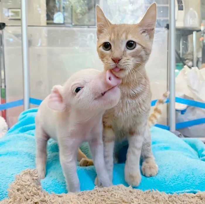 The Kitten Lady’s Newest Foster, Isa The Piglet