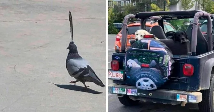 50 Animals Doing Whatever They Like, As Shared On This Instagram Account (New Pics)