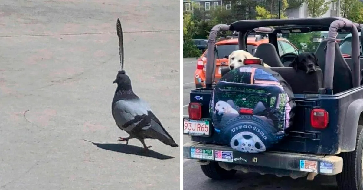 50 Animales haciendo lo que les da la gana (Nuevas fotos)