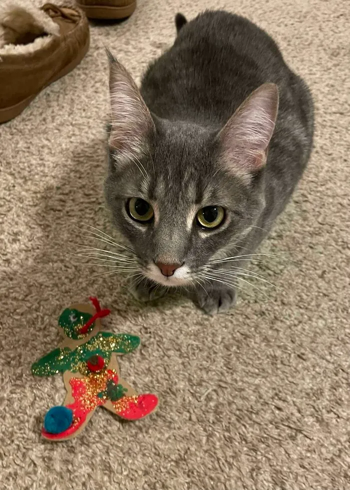 He estado en mi cama enferma todo el día. Finalmente abrí la puerta y mi gato Arthur me había traído un adorno navideño del árbol como regalo