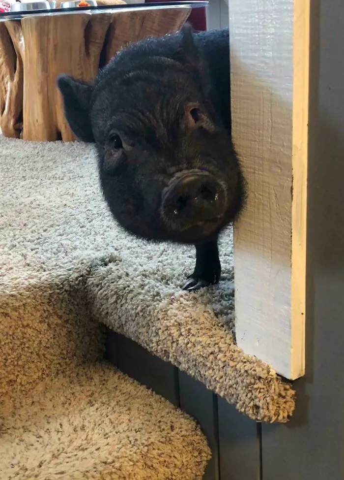 The Face That Greets Me When I Get Home
