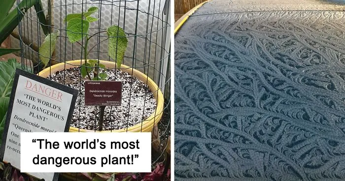 50 Times People Saw Something Odd In Nature And Shared It In This Online Community (New Pics)