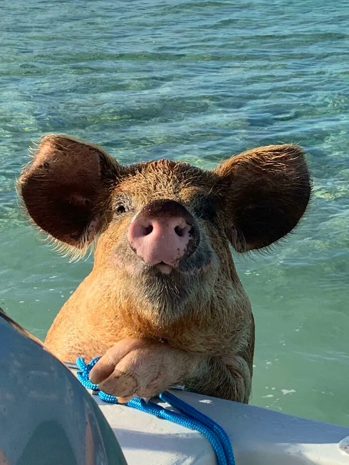 This Is The Best Picture Of A Pig I Will Ever Take