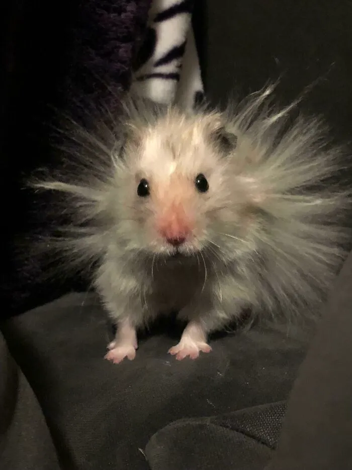 This Is Toast. He Just Finished Running Laps Behind The Couch Cushions. He’s One Ecstatic Hamster