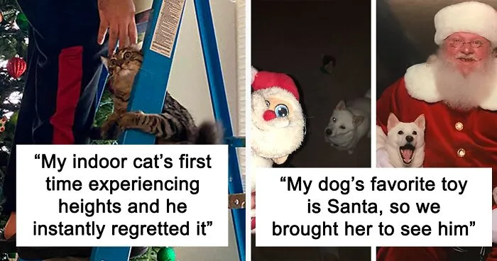 50 Times Pets Made Christmas Better For Everyone (But Sometimes Their Owners Would Disagree)