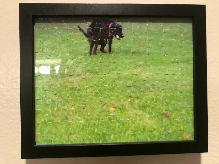 Convertí una foto de mi labrador haciendo caca en un rompecabezas y se lo di a mi padre como regalo de  intercambio de broma