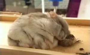 40 Of The Cutest Hamster Pics The Internet Has To Offer
