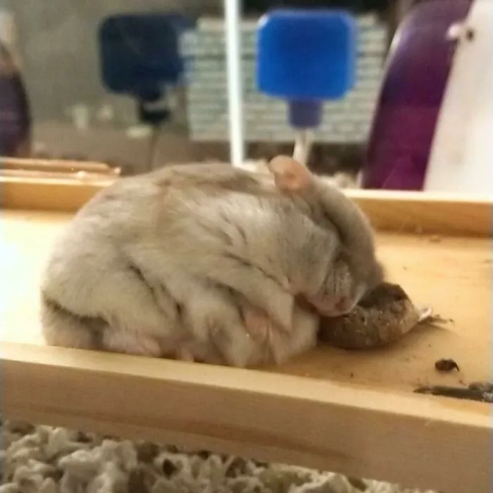 He Fell Asleep With His Head On His Treat