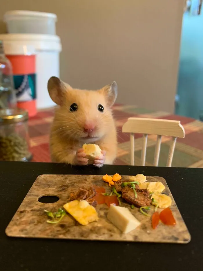 Mango Enjoying His Sunday Morning Charcuterie