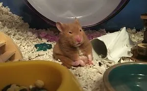 40 Of The Cutest Hamster Pics The Internet Has To Offer