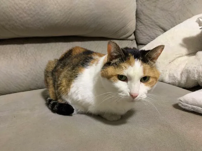 Just Adopted A 13 Year Old Cat. Who Gets Rid Of An Old Cat? She’s Great At Purring