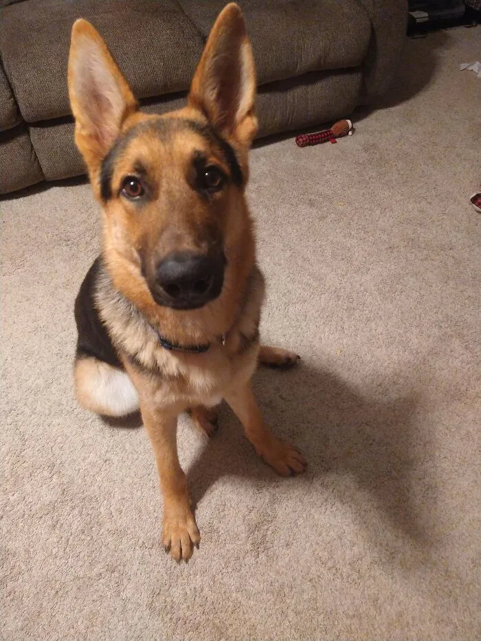 My Parents Decided To Adopt A Family Member Today!