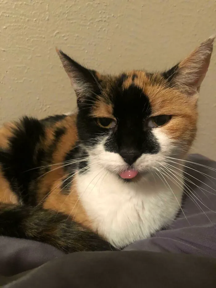 Adopted A Toothless 14 Year Old. She Spent 4 Years In The Shelter Waiting For Me To Find Her. I’ve Named Her “Belle” For Her Nose